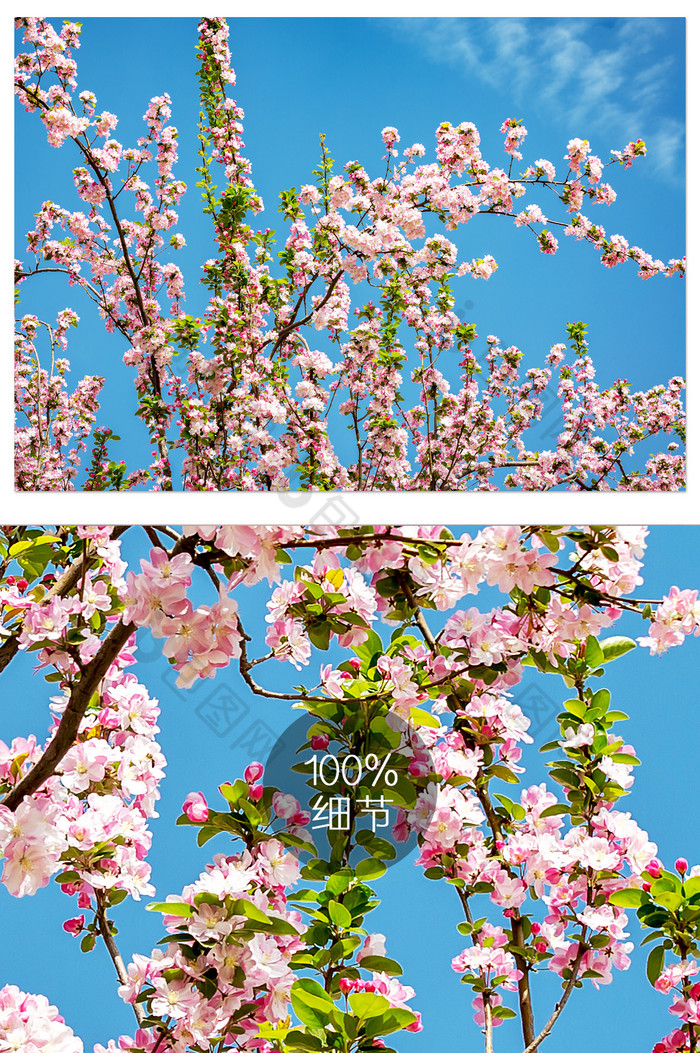 粉色富贵海棠花摄影图片图片