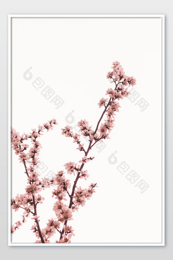 樱花枝日系清新摄影图图片