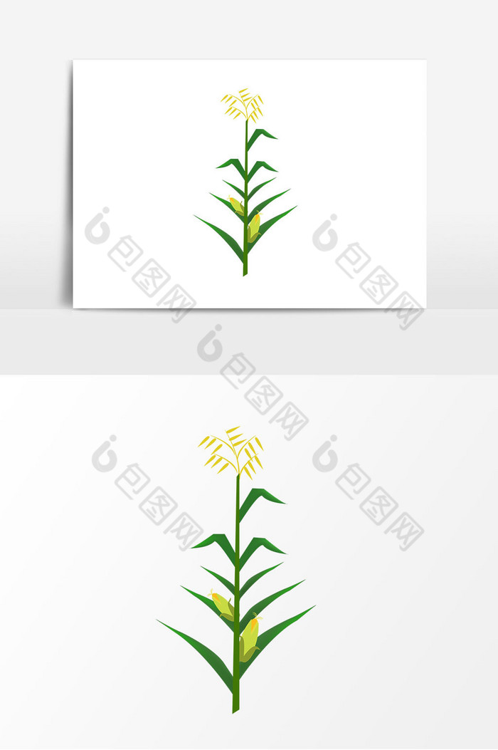 春季玉米植物图片图片