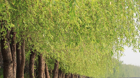 春天柳树绿意盎然高清视频素材