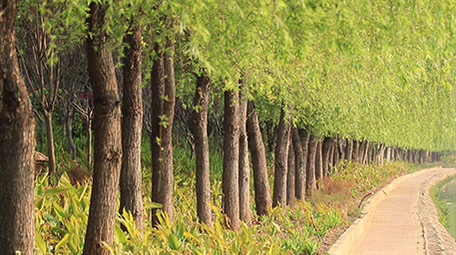 春天柳树绿意盎然高清视频素材