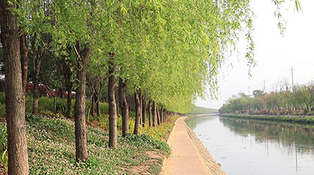 春天柳树绿意盎然高清视频素材