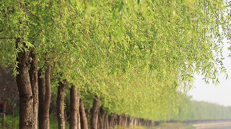 春天柳树绿意盎然高清视频素材