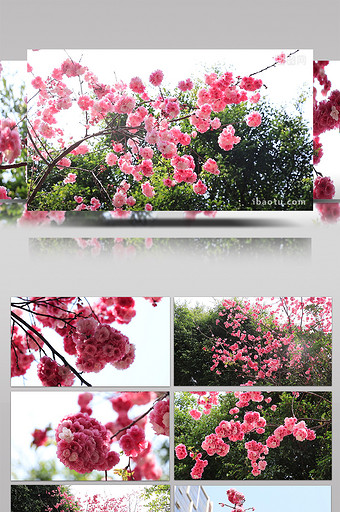 春天美丽盛开日本樱花高清视频素材图片