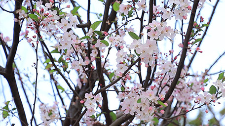 唯美清新海棠花高清视频