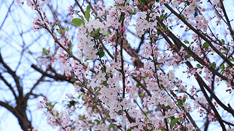 唯美清新海棠花高清视频