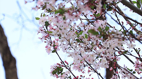 唯美清新海棠花高清视频