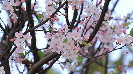唯美清新海棠花高清视频