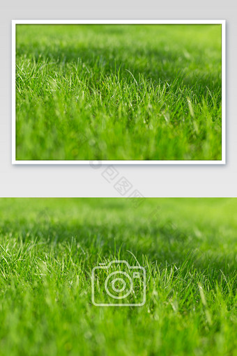 草地草原绿色草皮常用素材摄影高清大图图片