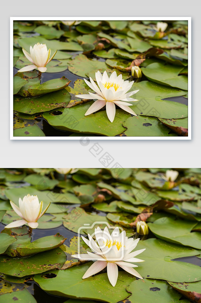 白莲花鲜花摄影图片图片