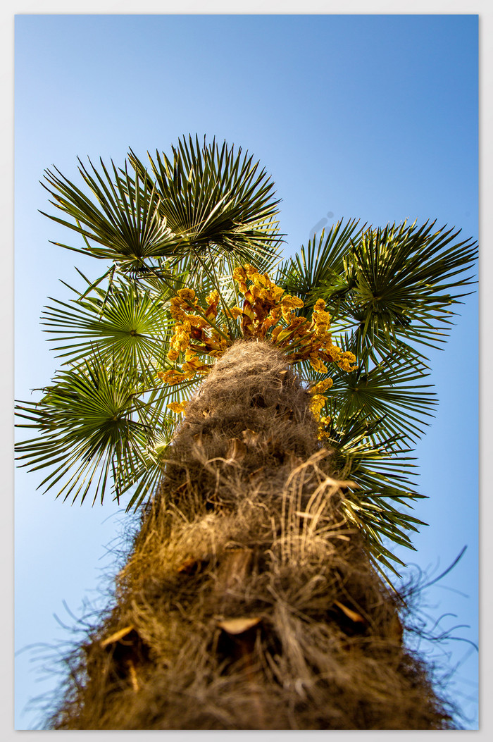 高大的棕榈树摄影图片图片