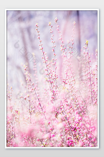 春天小清新樱花枝摄影图片