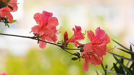 春天鲜艳杜鹃花实拍视频素材