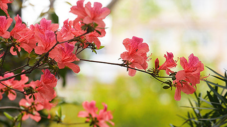 春天鲜艳杜鹃花实拍视频素材