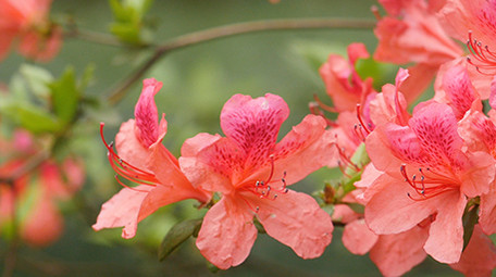春天鲜艳杜鹃花实拍视频素材