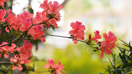 春天鲜艳杜鹃花实拍视频素材