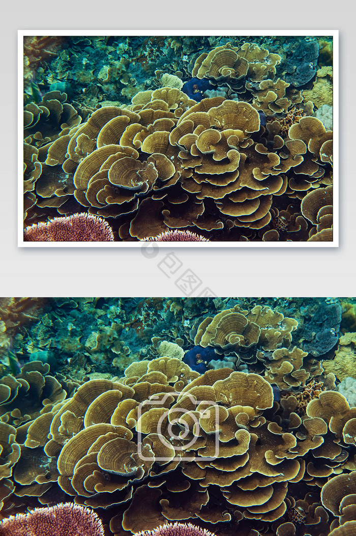 海底祥云状灵芝珊瑚摄影图图片图片