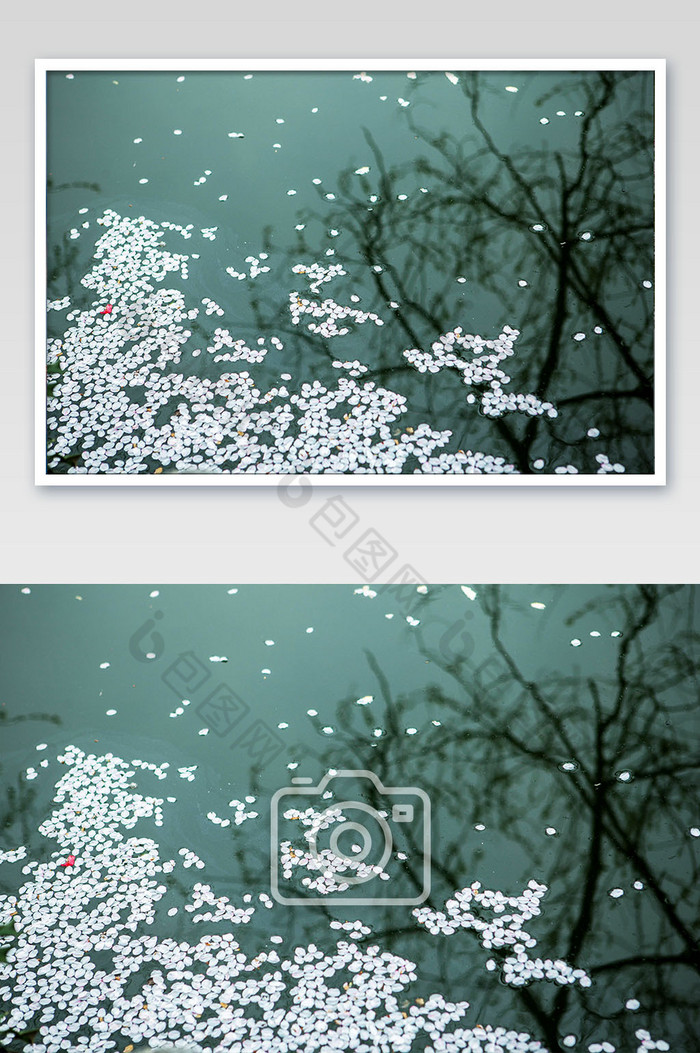 湖面飘落花瓣雨树枝倒影摄影图图片图片