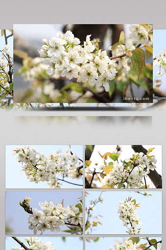露珠下的梨花梨树4k视频素材图片