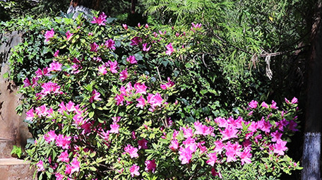 鲜花齐放的春天视频素材