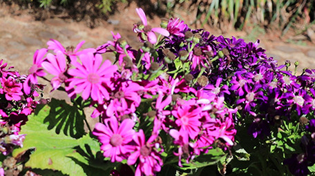 鲜花齐放的春天视频素材