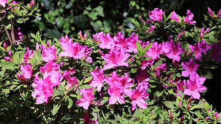 鲜花齐放的春天视频素材