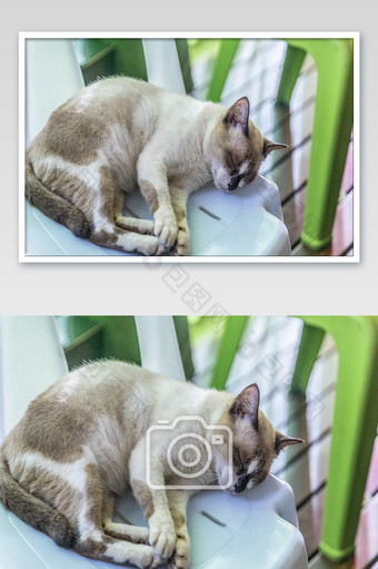 灰白色可爱猫咪睡觉摄影图片
