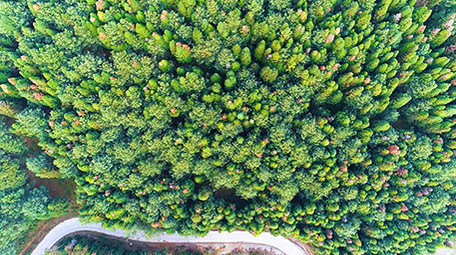 航拍漂亮的森林一角4k视频素材