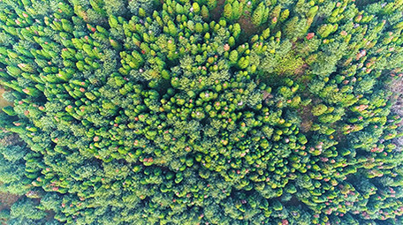 航拍漂亮的森林一角4k视频素材