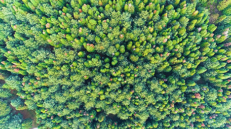 航拍漂亮的森林一角4k视频素材