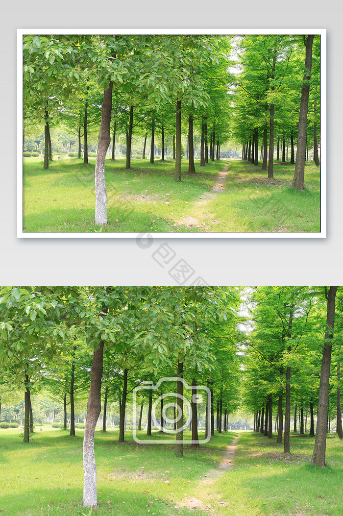 整齐种植树林摄影图图片图片