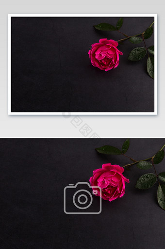 刺玫瑰单枝单朵玫瑰花黑色底暗调花朵素材图片