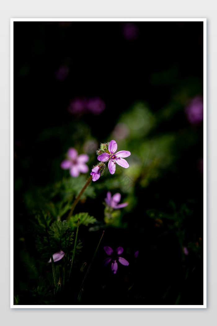 黑暗中的小紫花摄影图片图片
