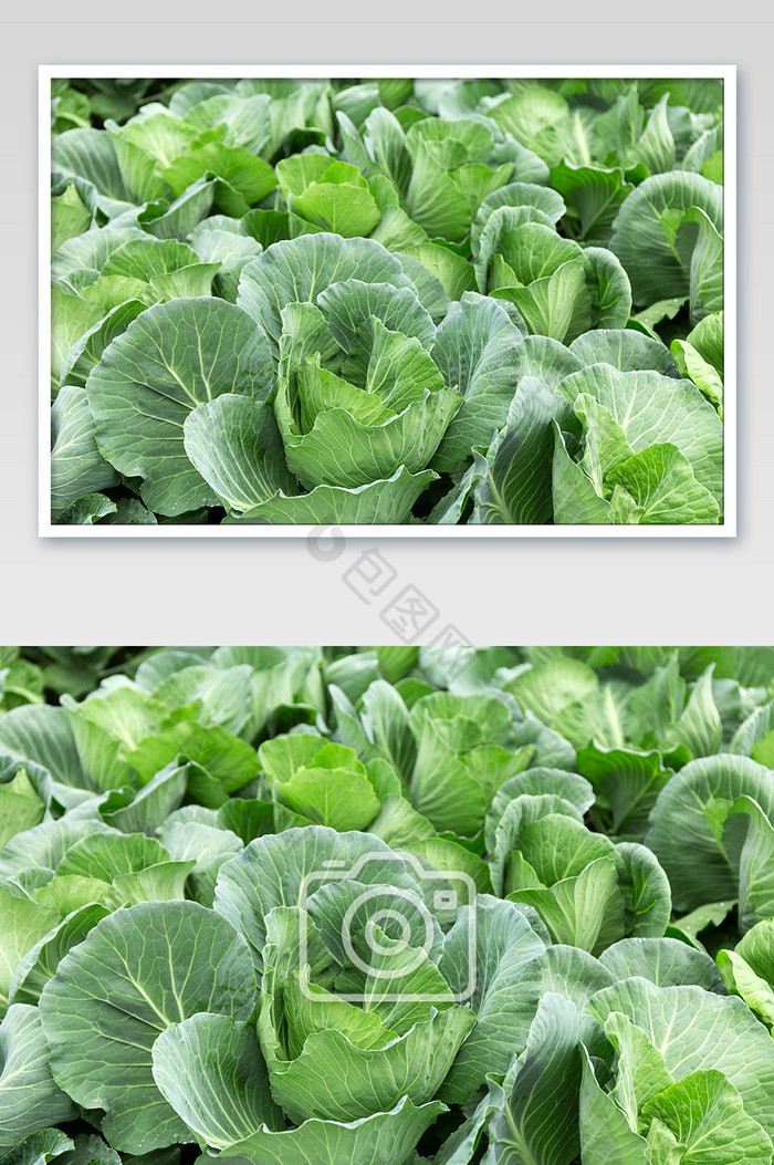 新鲜大头菜包菜蔬菜基地绿色平铺高清图图片图片