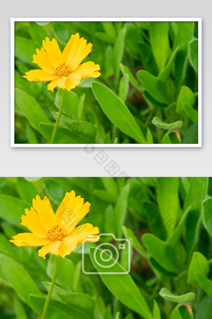 金鸡菊鲜花摄影图片图片