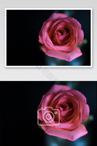 大气黑底粉玫瑰摄影图图片