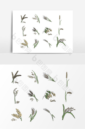 稻穗粮食小麦设计素材图片