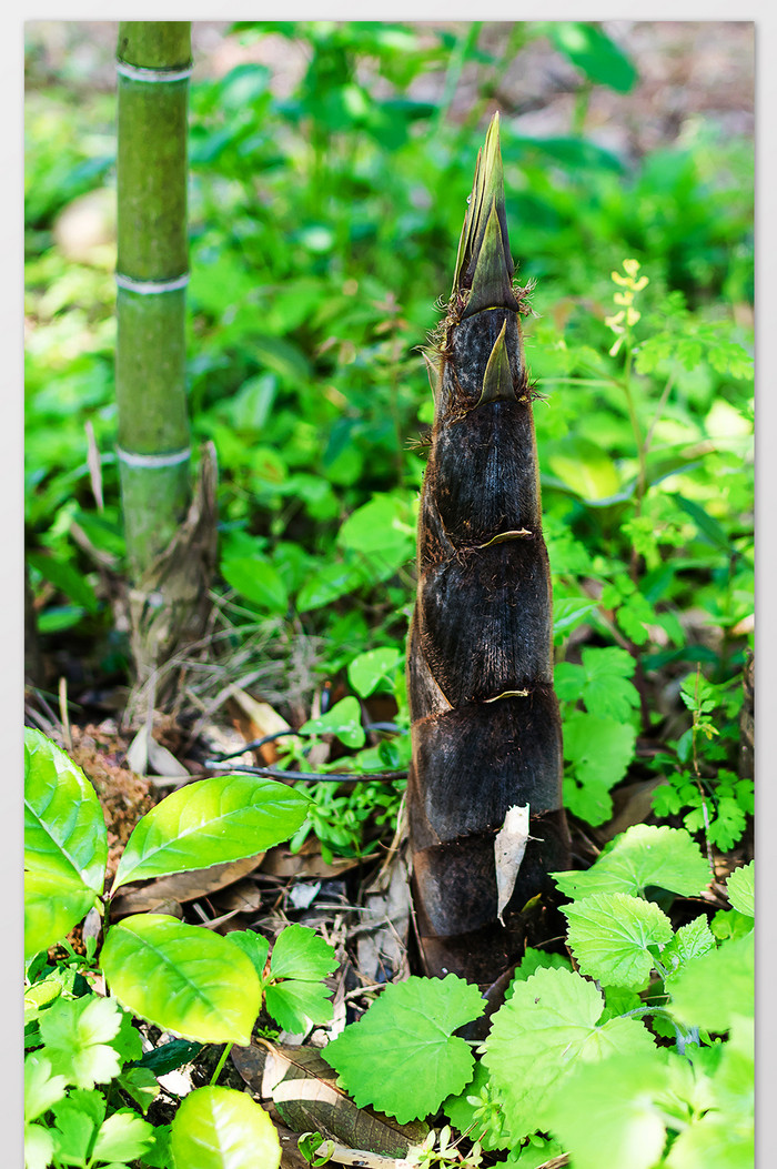竹林中的春笋摄影图