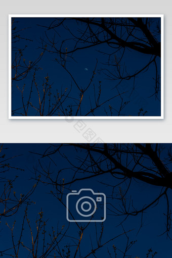 蓝色大气树枝月亮夜景植物设计素材摄影图片