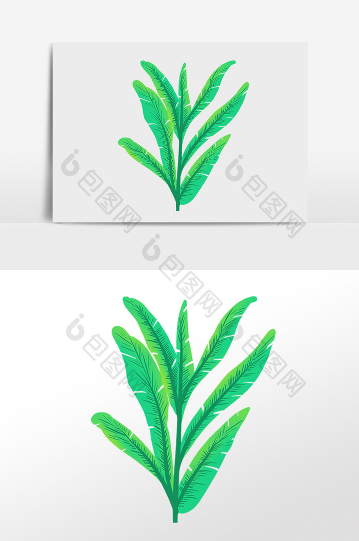 热带植物绿植叶子枝插画图片图片