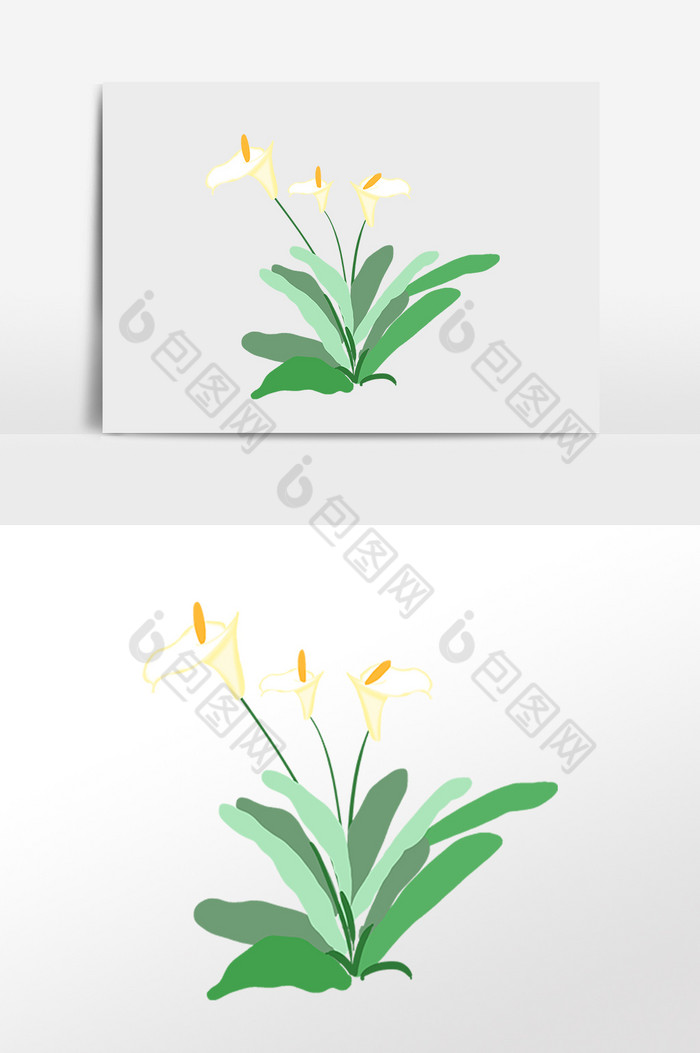 春天植物花开马蹄莲插画图片图片