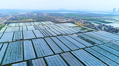 航拍大棚蔬菜种植基地4K视频