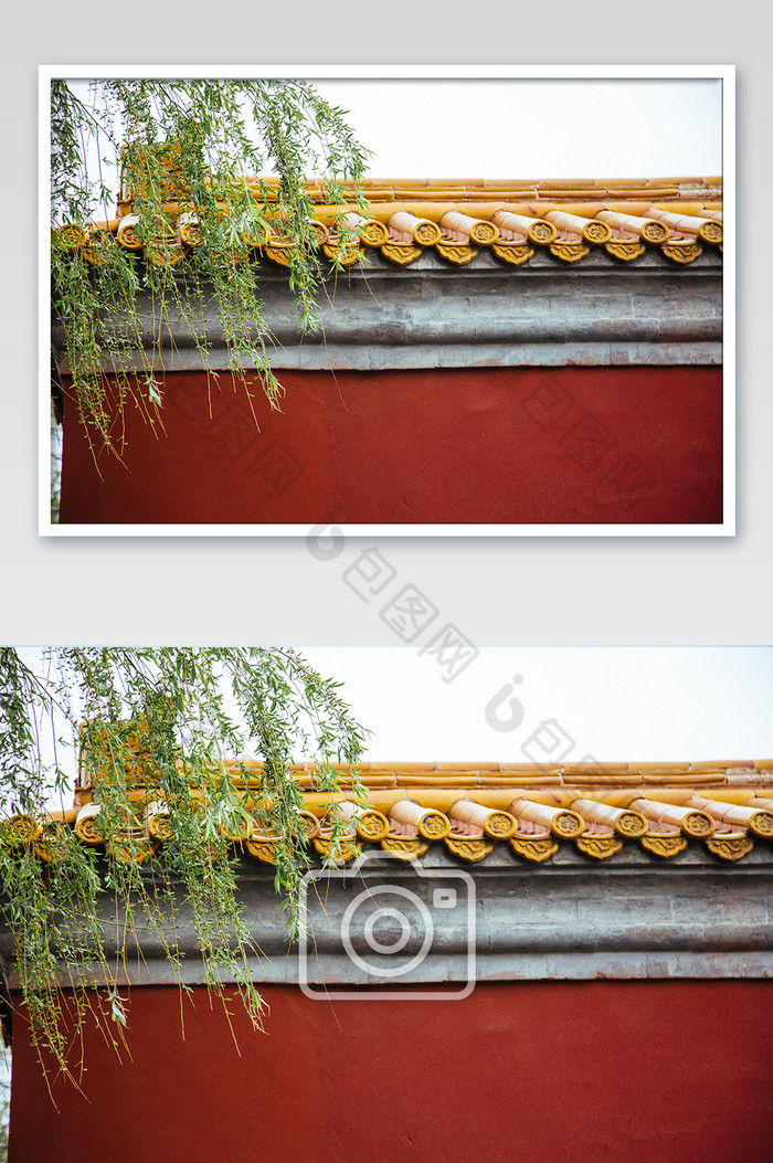 故宫红围墙柳树枝头摄影图图片图片