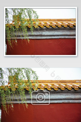 故宫红围墙柳树枝头摄影图图片