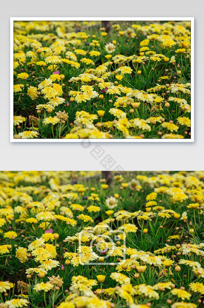黄色雏菊盛开摄影图图片图片