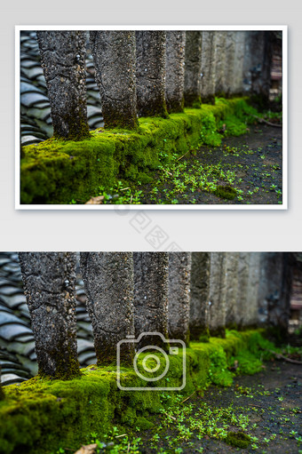 苔藓植被楼顶摄影图图片