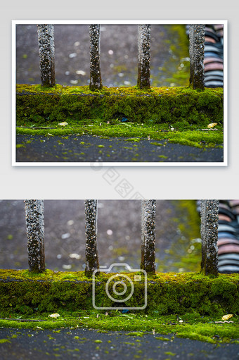 苔藓植被楼爬满栏杆影图图片