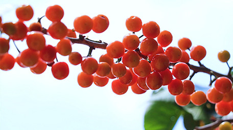 实拍樱桃果高清视频