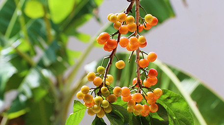 实拍樱桃果高清视频