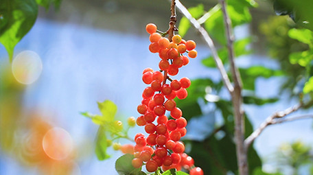 实拍樱桃果高清视频